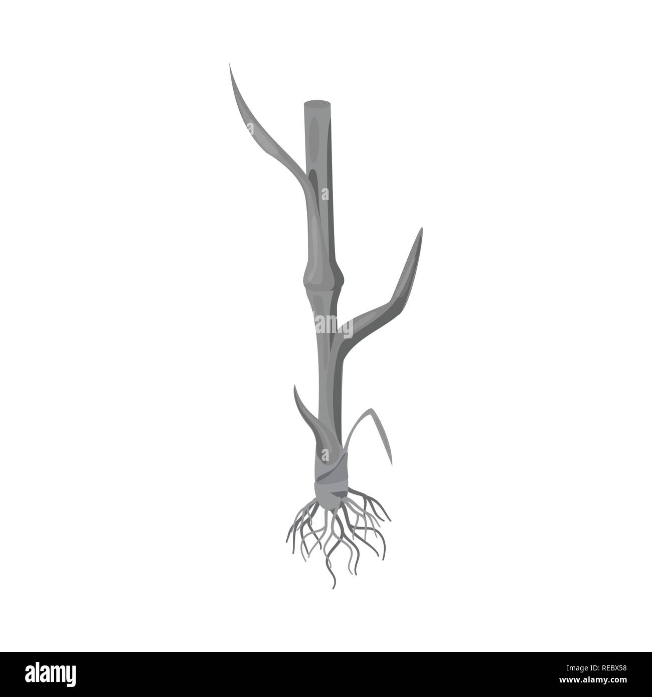 Cycle rye plant growth hi-res stock photography and images - Alamy