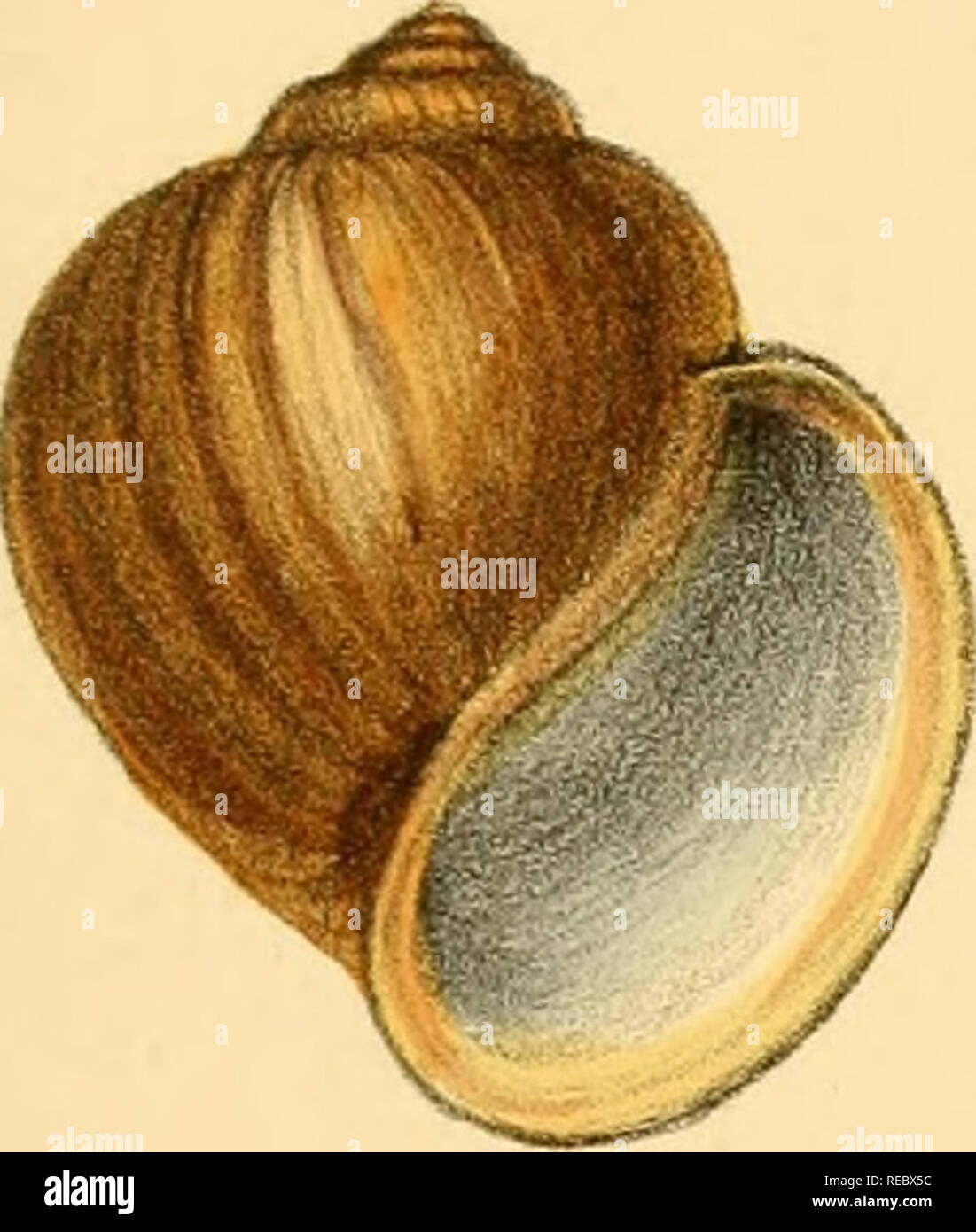 Sylvanus Shell Charles thorp hi-res stock photography and images - Alamy