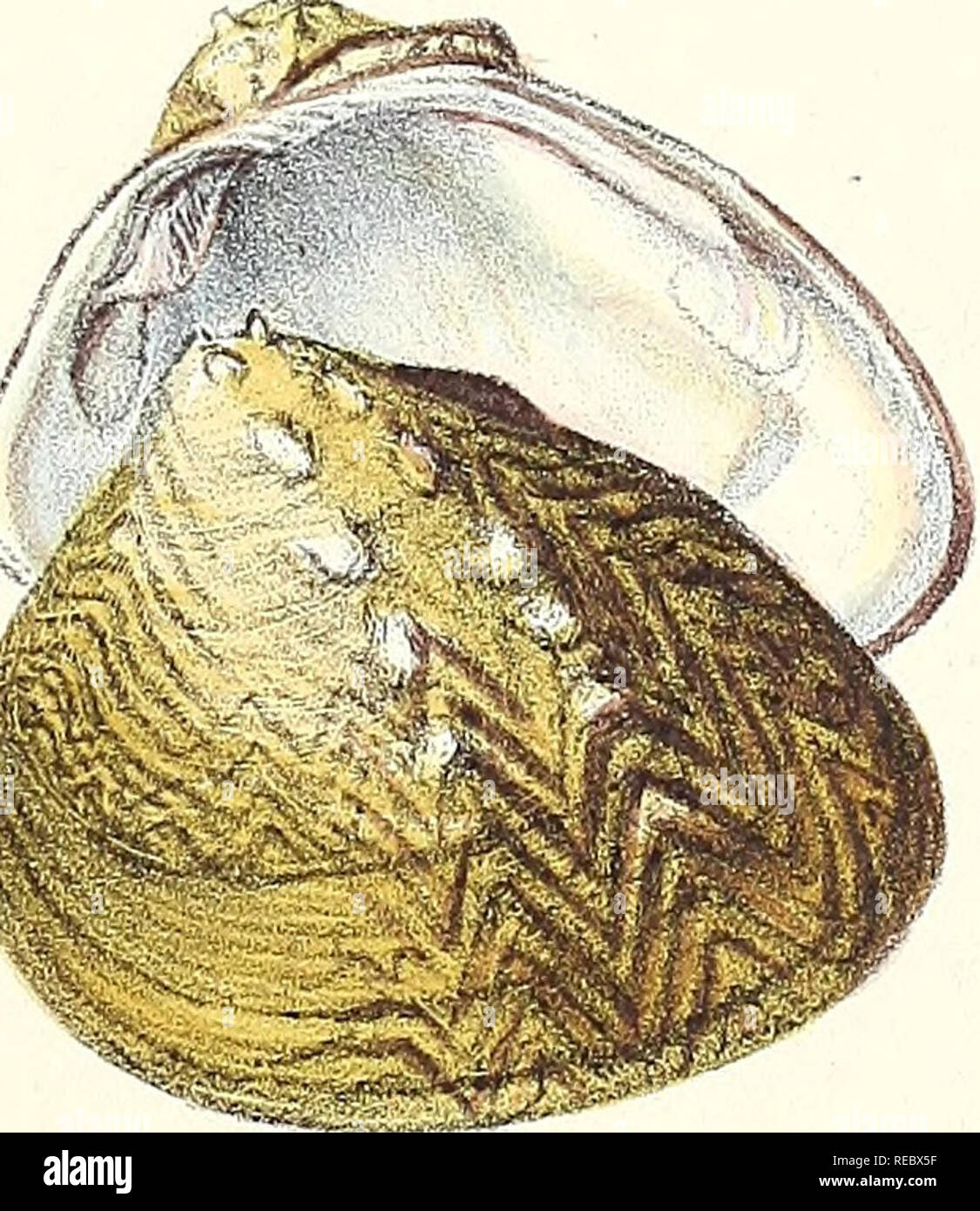 Sylvanus Shell William hanley hi-res stock photography and images - Alamy