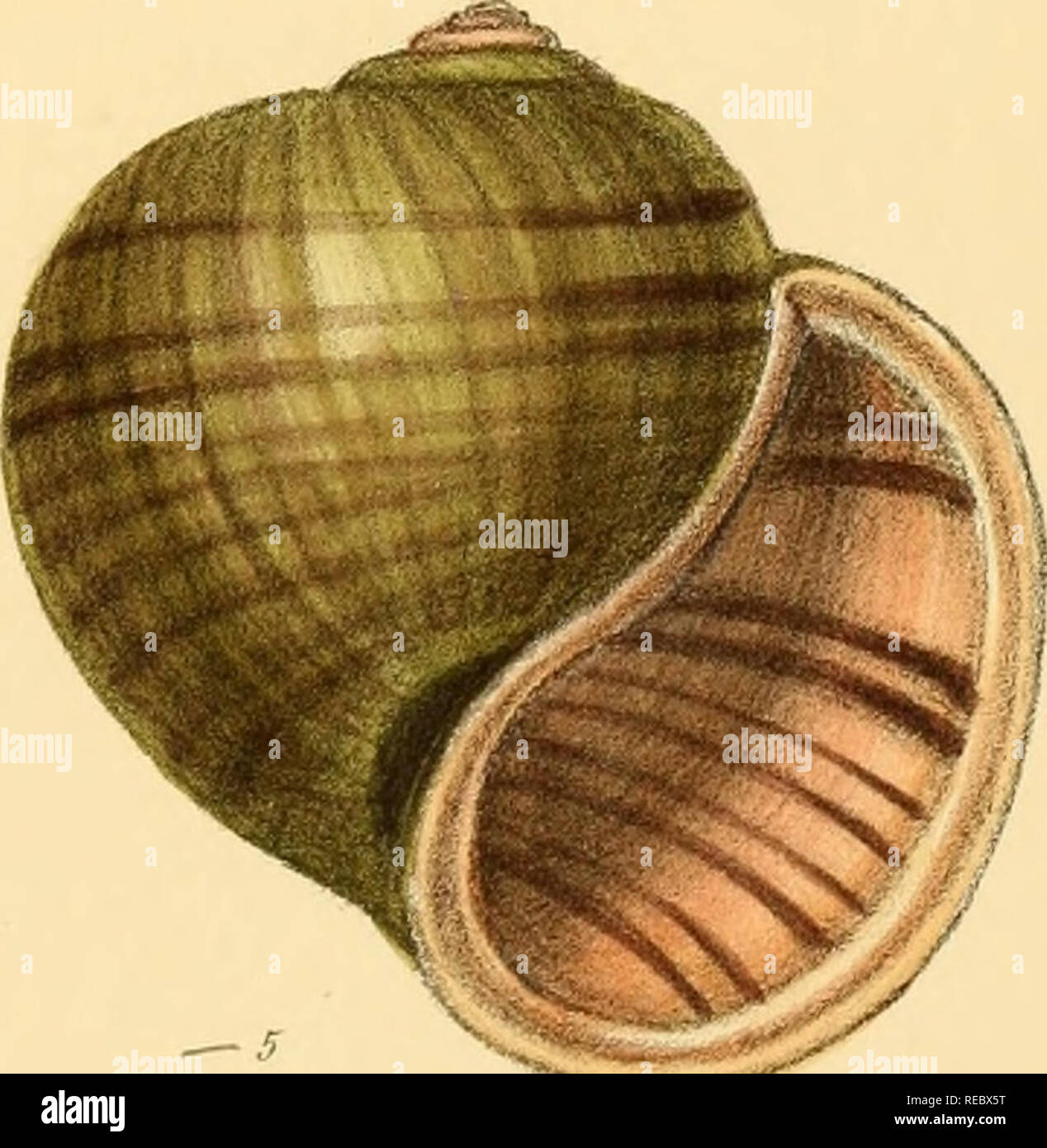 Sylvanus Shell Charles hay and son hi-res stock photography and images - Alamy