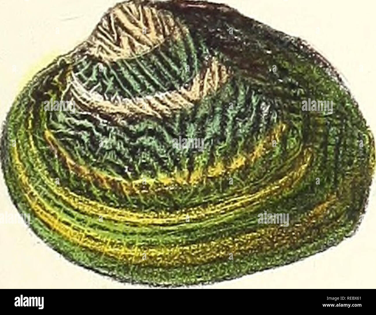 Sylvanus Shell . Conchologia indica: illustrations of the land and freshwater shells ...