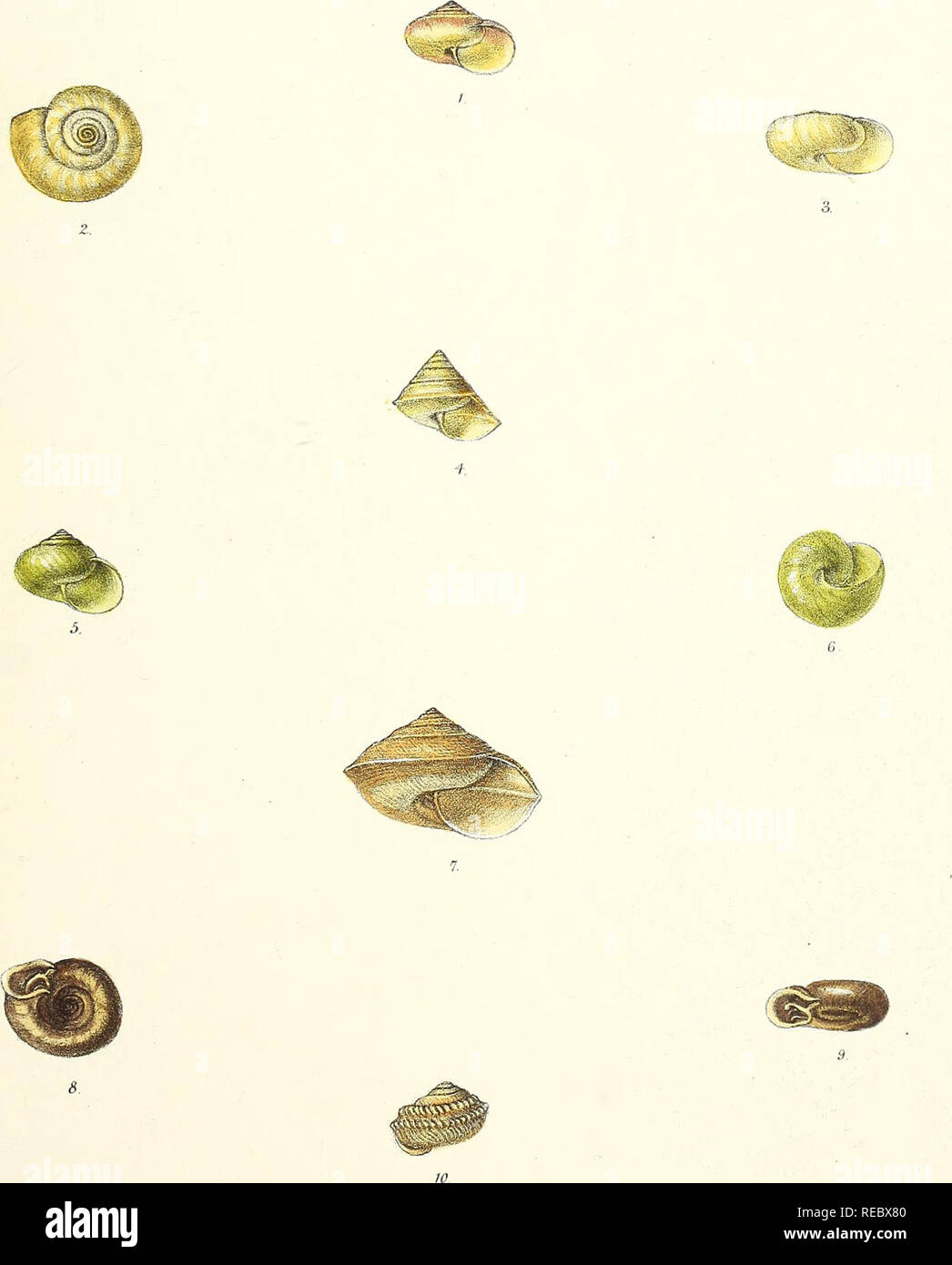 Sylvanus Shell . Conchologia indica: illustrations of the land and freshwater shells ...