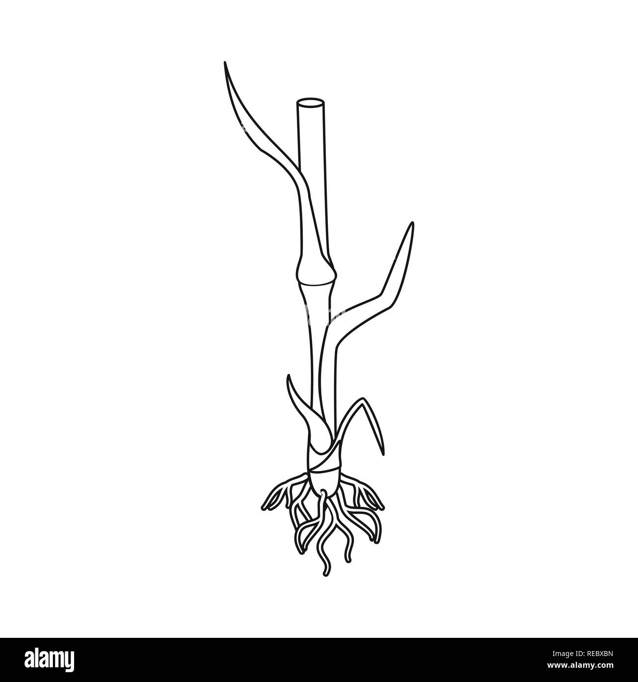 Root of corn Black and White Stock Photos & Images - Alamy