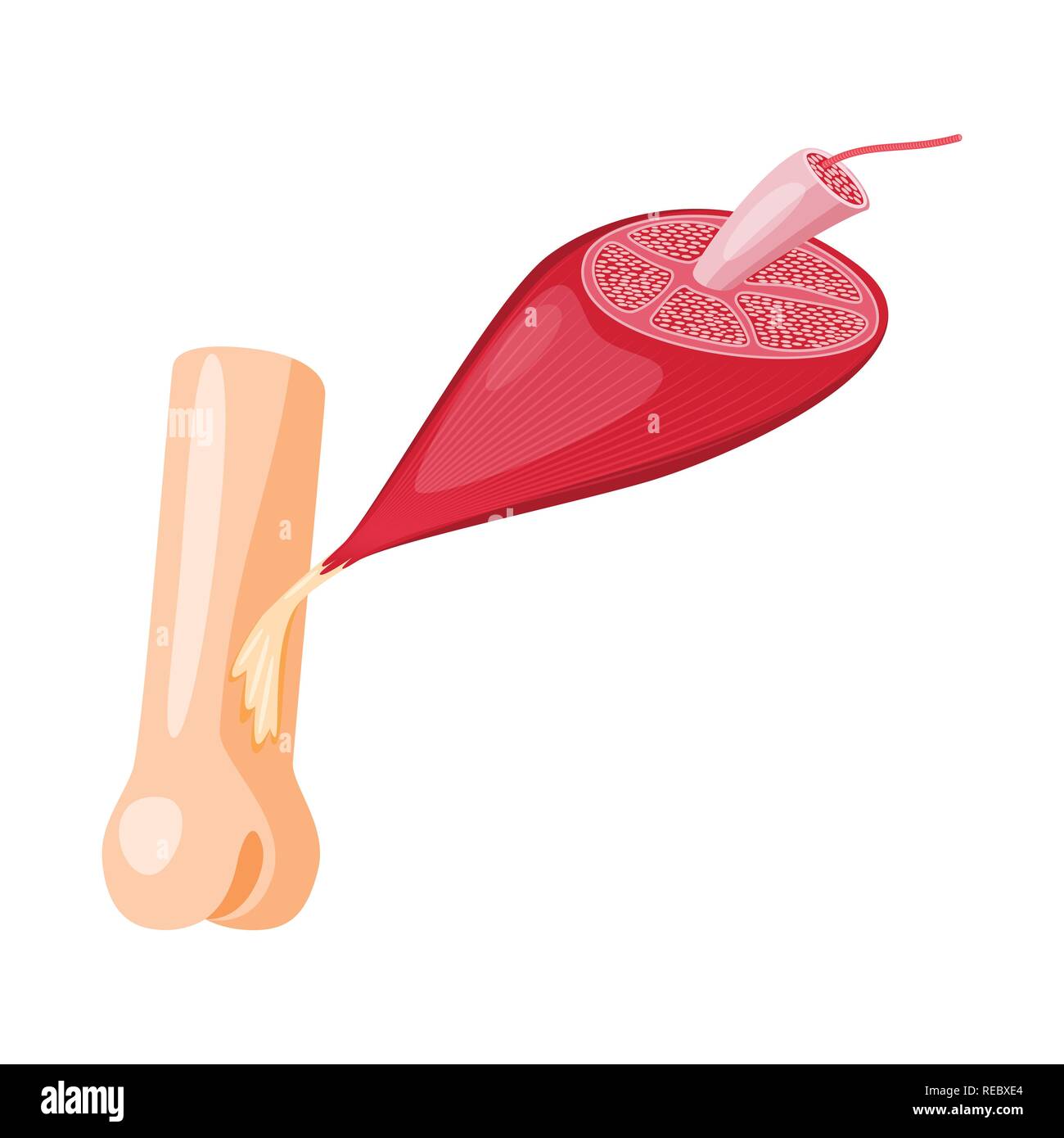 Filaments of myosin hi-res stock photography and images - Alamy