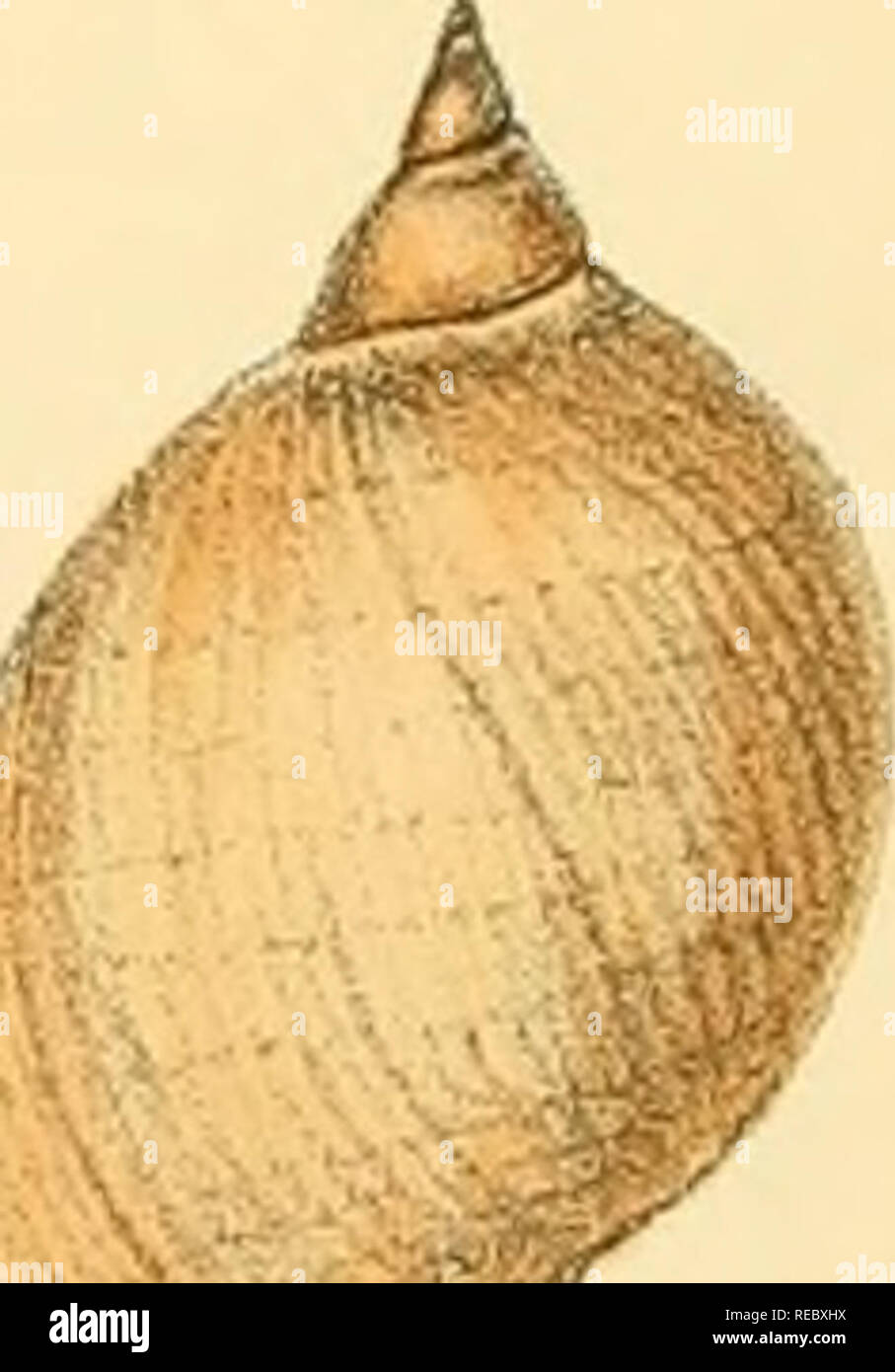 Sylvanus Shell Indian land shells hi-res stock photography and images - Alamy