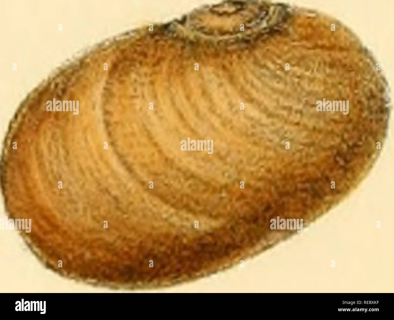 Sylvanus Shell . Conchologia indica, being illustrations of the land and freshwater ...