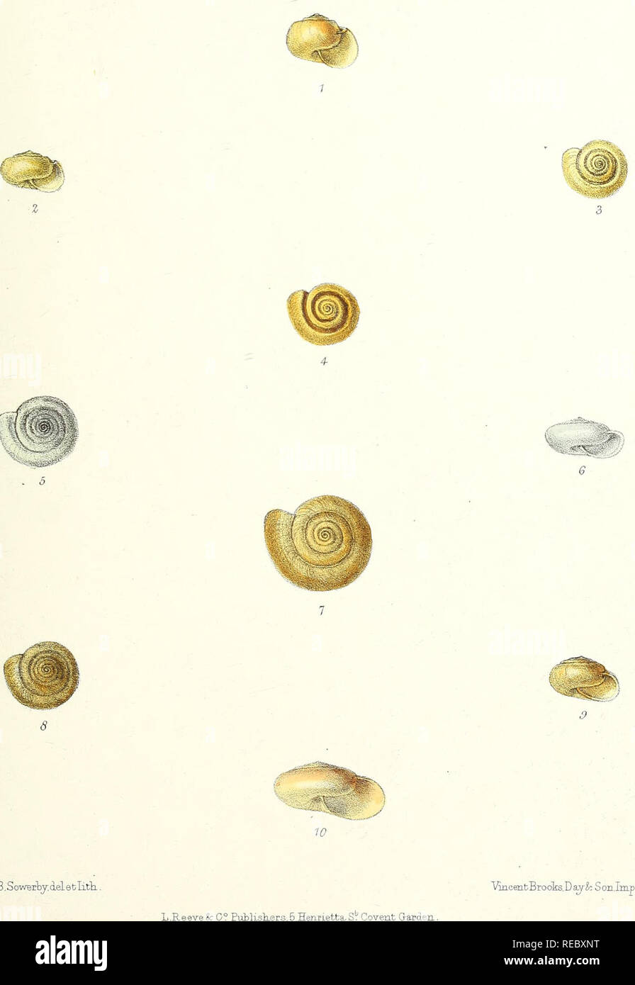 Sylvanus Shell William hanley hi-res stock photography and images - Alamy