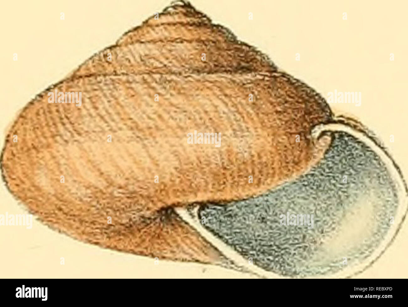 Sylvanus Shell Charles thorp hi-res stock photography and images - Alamy