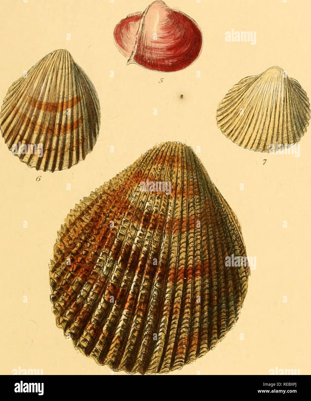 . Conchologia systematica, or Complete system of conchology: in which the Lepades and conchiferous Mollusca are described and classified according to their natural organization and habits. Shells; Mollusks. CARDIUM. (&quot;&lt;/7t/t/iffi Plate LXXIV.. Please note that these images are extracted from scanned page images that may have been digitally enhanced for readability - coloration and appearance of these illustrations may not perfectly resemble the original work.. Reeve, Lovell, 1814-1865; Sowerby, G. B. (George Brettingham), 1812-1884, ill; Dall, William Healey, 1845-1927, former owner. D Stock Photo