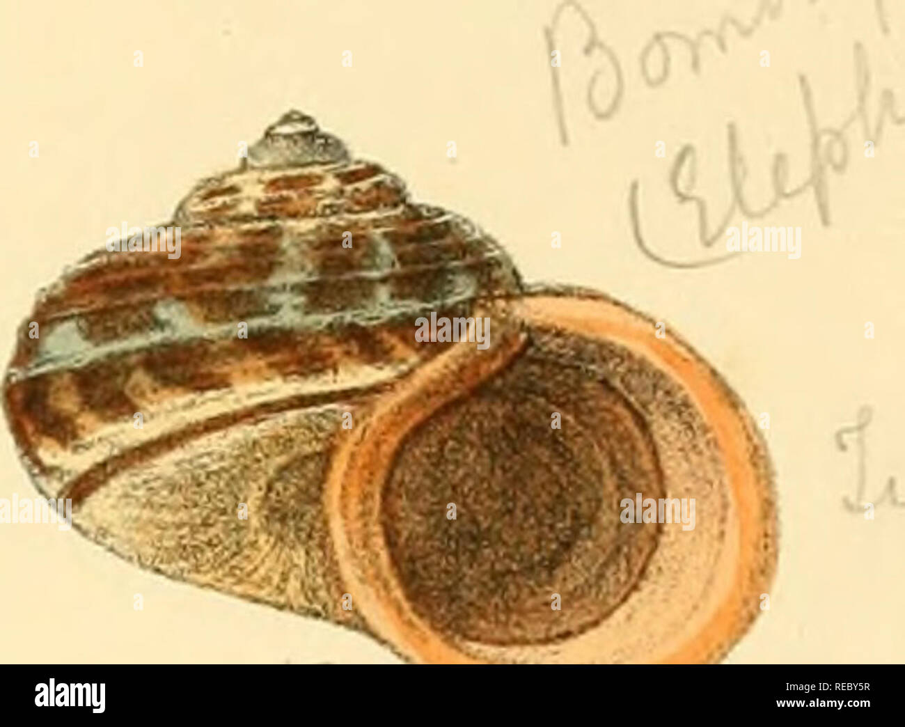 Sylvanus Shell Charles thorp hi-res stock photography and images - Alamy