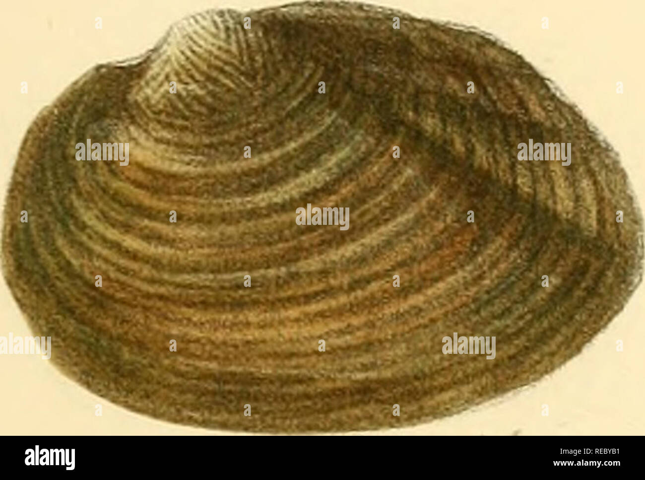 Sylvanus Shell Charles thorp hi-res stock photography and images - Alamy