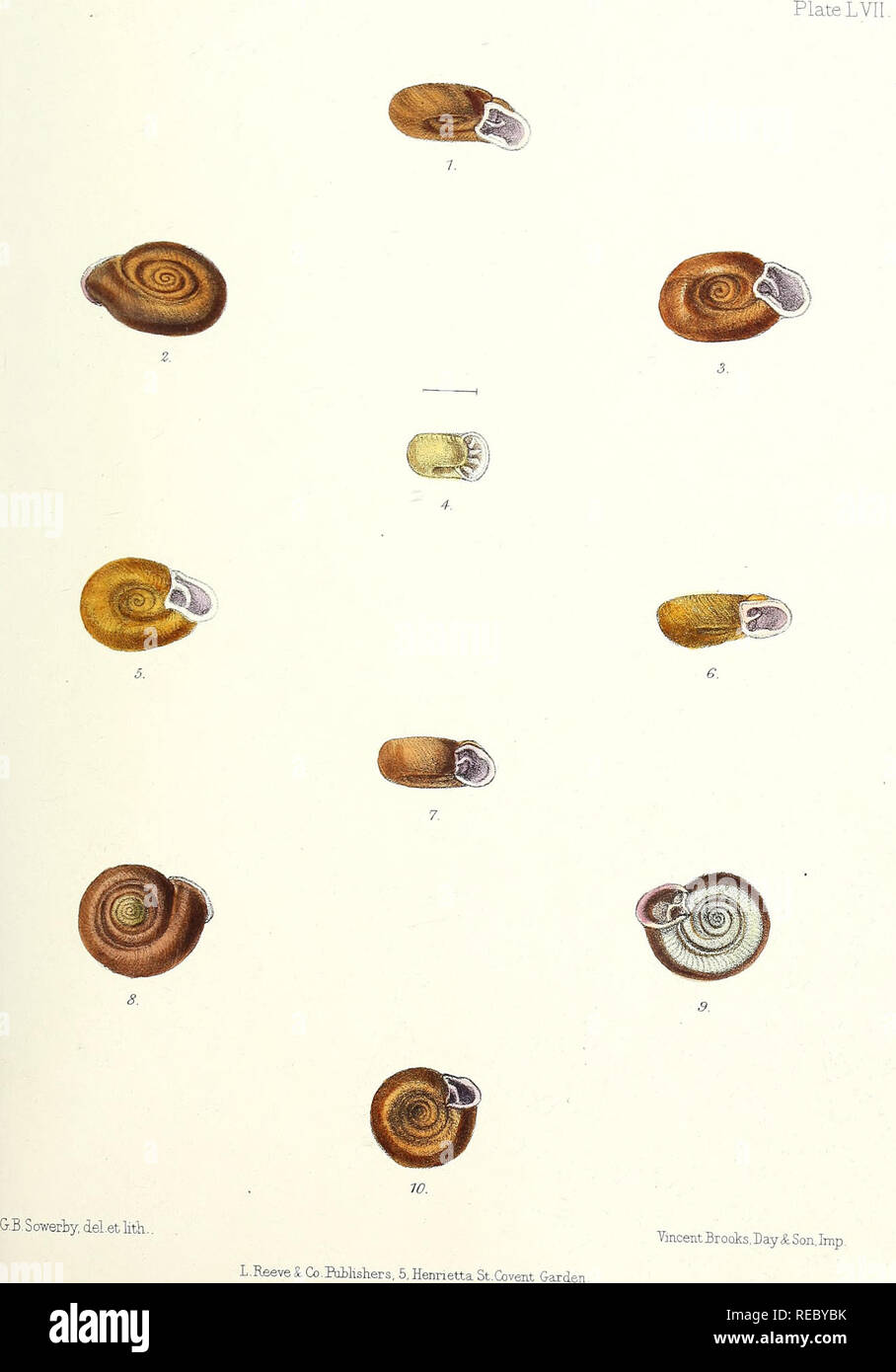 Sylvanus Shell William hanley hi-res stock photography and images - Alamy