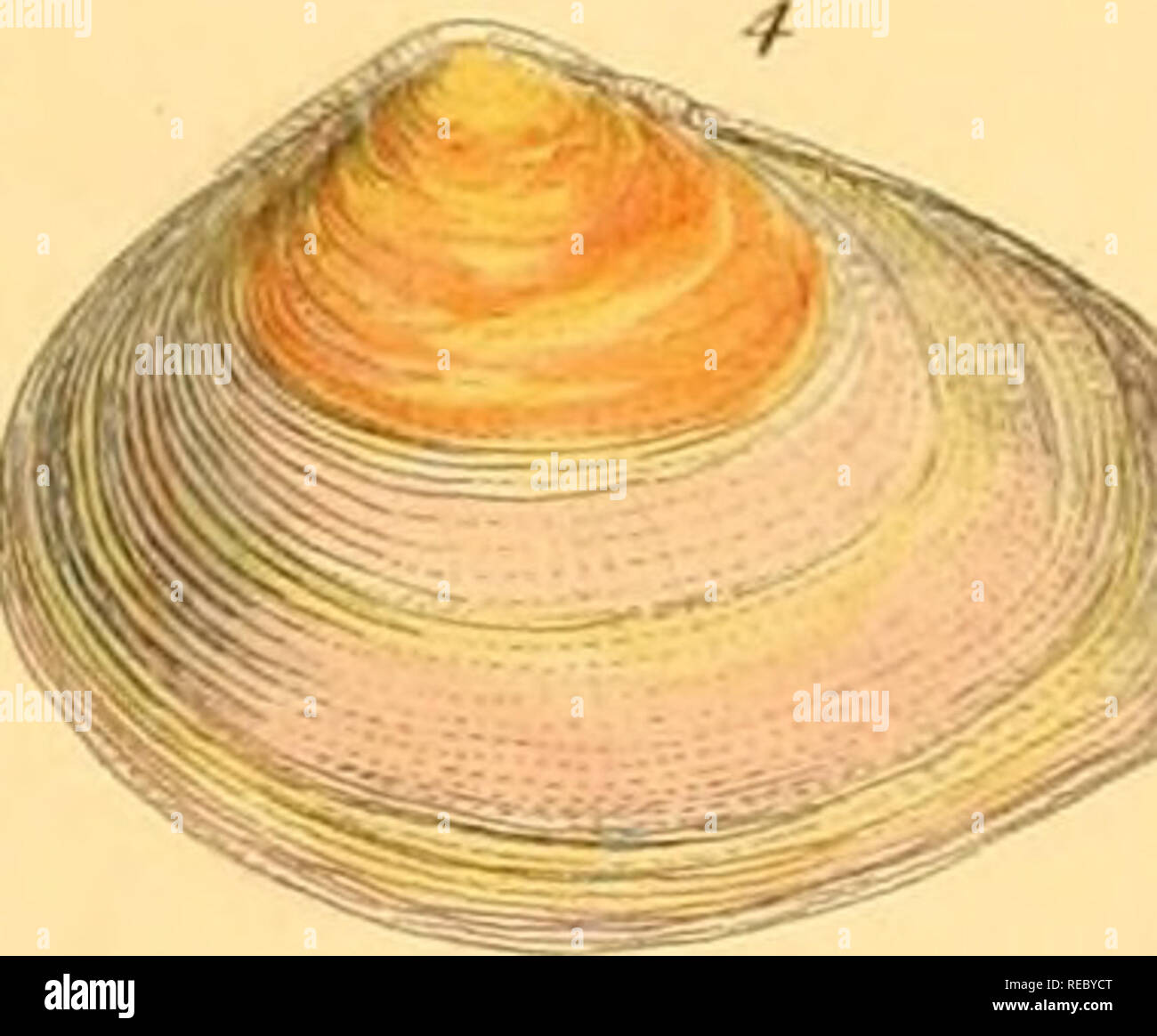 . Conchologia systematica, or Complete system of conchology: in which the Lepades and conchiferous Mollusca are described and classified according to their natural organization and habits. Shells; Mollusks. 18c 2. cetricola jrfioTadifitrmis 3. Dactylus, â /. ochroleitca. 5. 7%tpesiris. O' . subglobosa. Please note that these images are extracted from scanned page images that may have been digitally enhanced for readability - coloration and appearance of these illustrations may not perfectly resemble the original work.. Reeve, Lovell, 1814-1865; Sowerby, G. B. (George Brettingham), 1812-1884, i Stock Photo