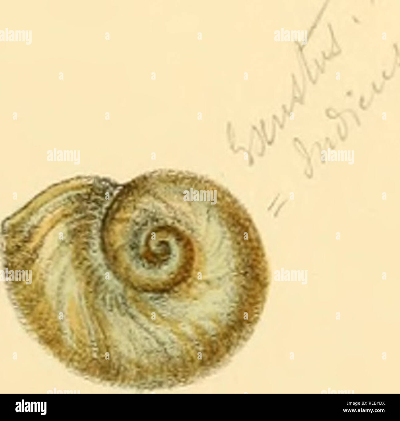 . Conchologia indica, being illustrations of the land and freshwater shells of British India. [1870-1876]. Mollusks; Shells. ^' 1%^' Plate XL, (^.l'' &gt;^ y V 6, m 7 B. Sowerty. del.el lith. to. TLfltlORBia L, Reeve &amp;CoBiblisha:sS, Henrietta St Covent Garden. % Vincent Brooks.Day&amp;Son Imp. Please note that these images are extracted from scanned page images that may have been digitally enhanced for readability - coloration and appearance of these illustrations may not perfectly resemble the original work.. Hanley, Sylvanus Charles Thorp, 1819-1899; Theobald, W. (William), 1829-1908. L Stock Photo