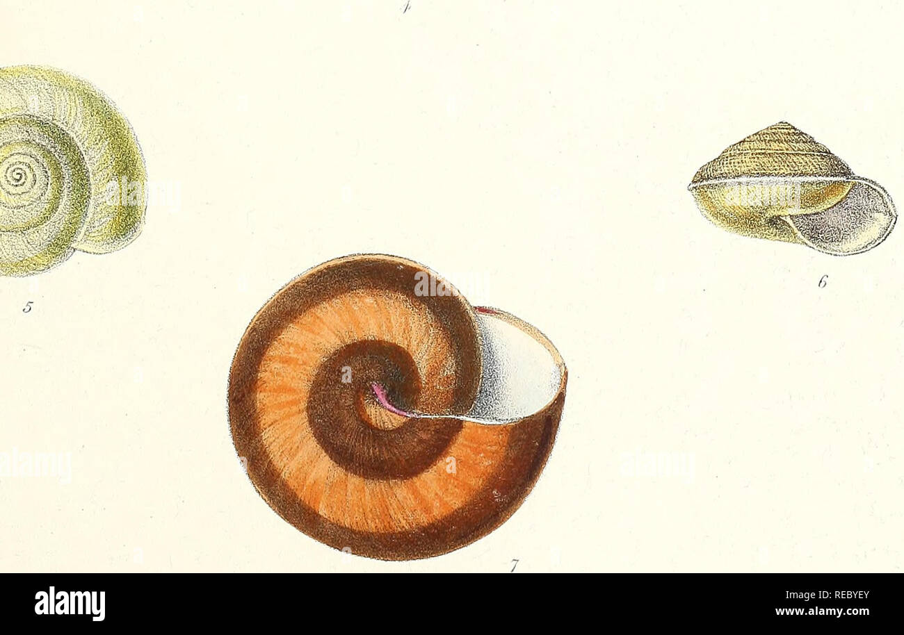 Sylvanus Shell Gaidai High Resolution Stock Photography and Images - Alamy