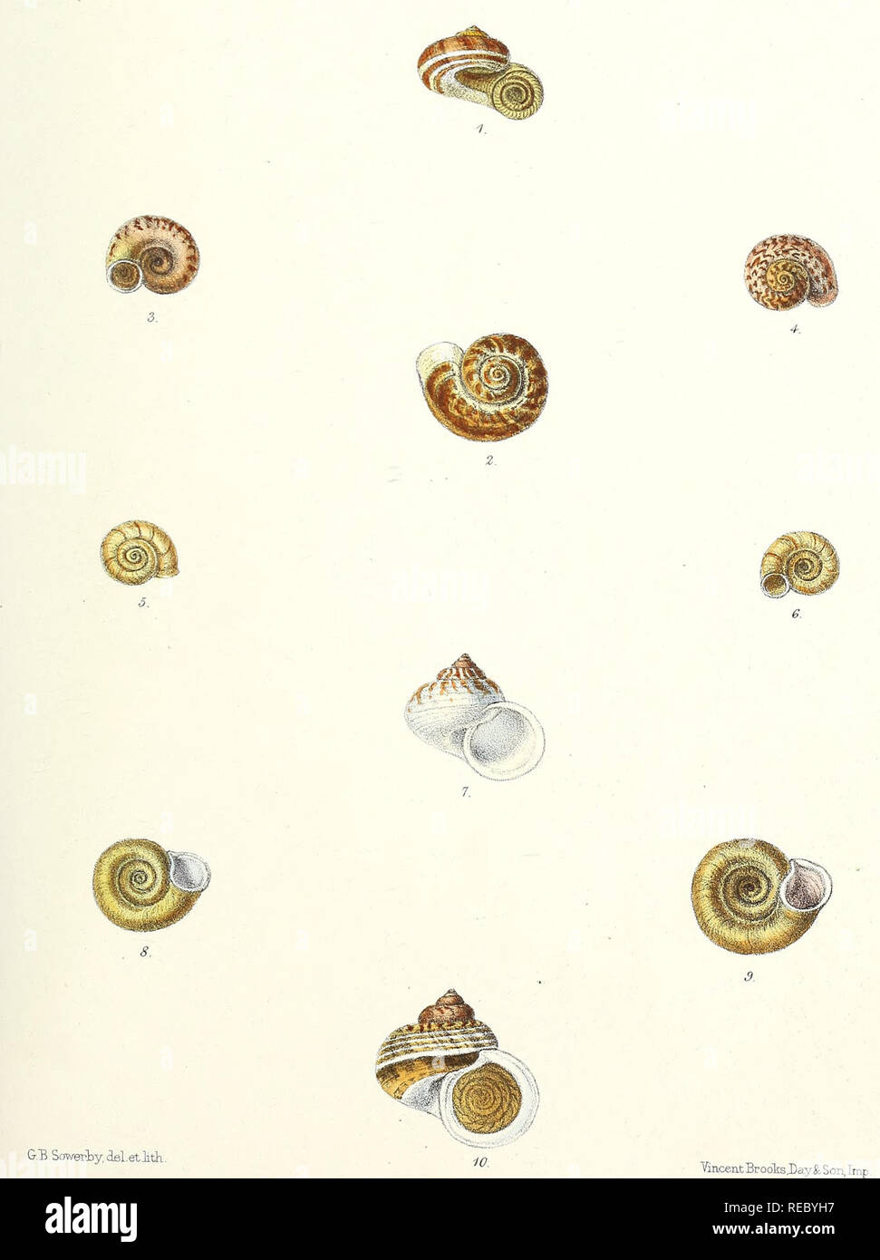 Sylvanus Shell Pabl High Resolution Stock Photography and Images - Alamy