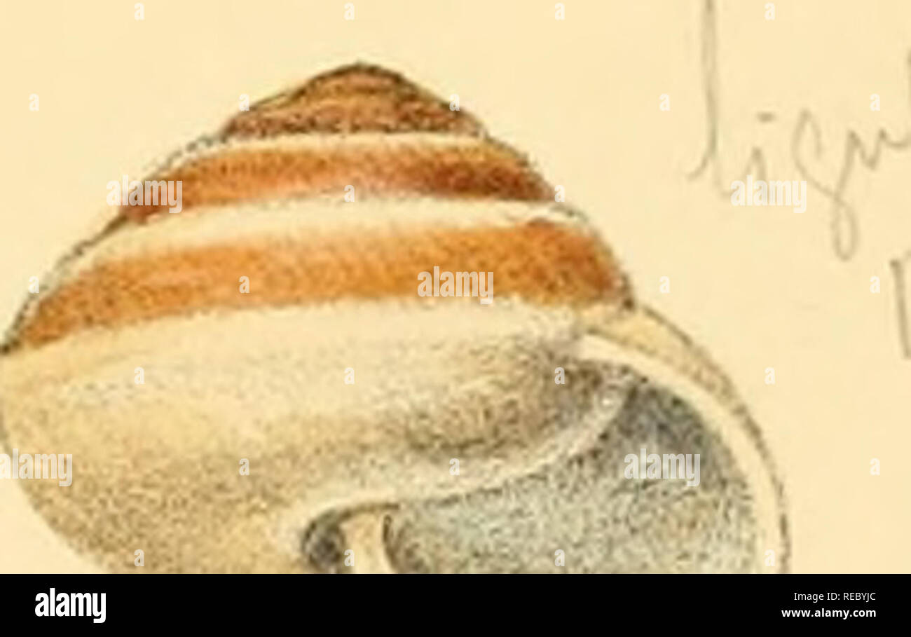 . Conchologia indica, being illustrations of the land and freshwater shells of British India. [1870-1876]. Mollusks; Shells. ^'^&gt; lili^&quot;^. m 10 ': ^le^tc ii'^fi^ - Sf. G.B Sowerly, del eLllth 'Wncenl Brooks Day &amp; Sou, Imp L-ReevB&amp;C° Rihhsheis, S.Uennetla. Sv CovenlGarden.. Please note that these images are extracted from scanned page images that may have been digitally enhanced for readability - coloration and appearance of these illustrations may not perfectly resemble the original work.. Hanley, Sylvanus Charles Thorp, 1819-1899; Theobald, W. (William), 1829-1908. London Stock Photo