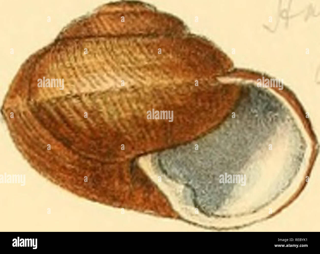 Sylvanus Shell Indian land shells hi-res stock photography and images - Alamy