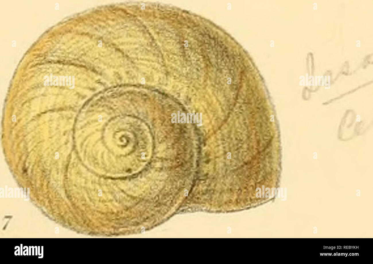 Sylvanus Shell C 1819 c 1870 hi-res stock photography and images - Alamy