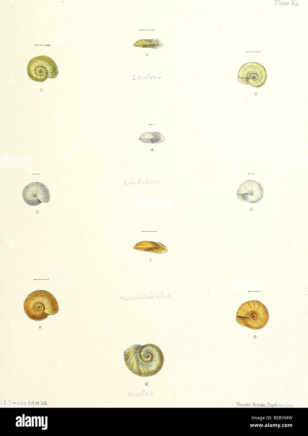Sylvanus Shell . Conchologia indica: illustrations of the land and freshwater shells ...