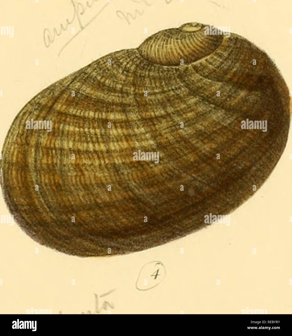 Sylvanus Shell Charles thorp hi-res stock photography and images - Alamy