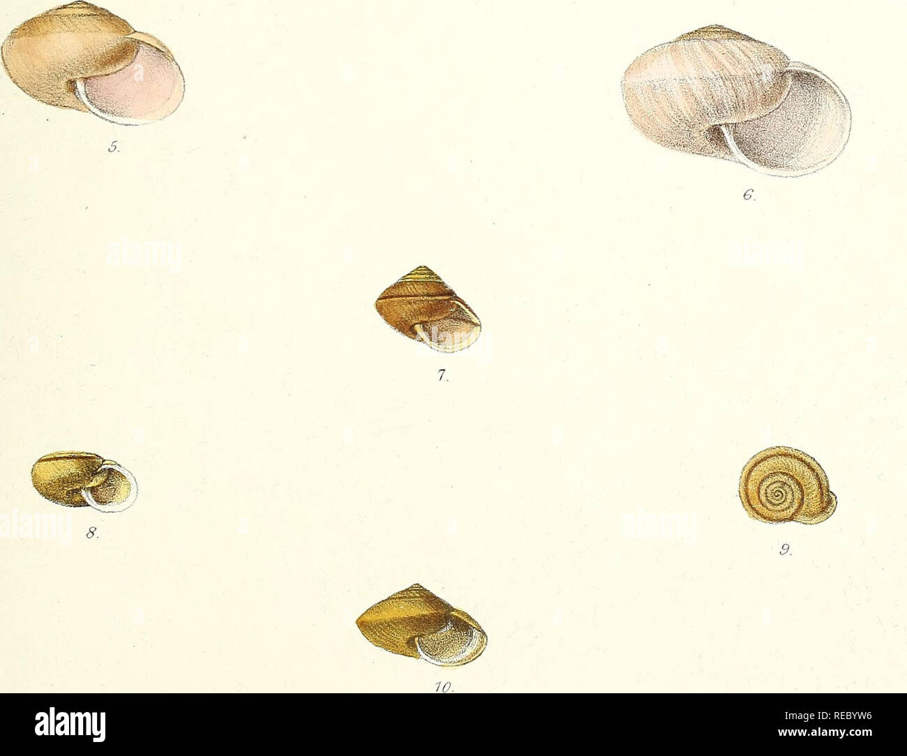 Sylvanus Shell Species rarity note hi-res stock photography and images - Alamy