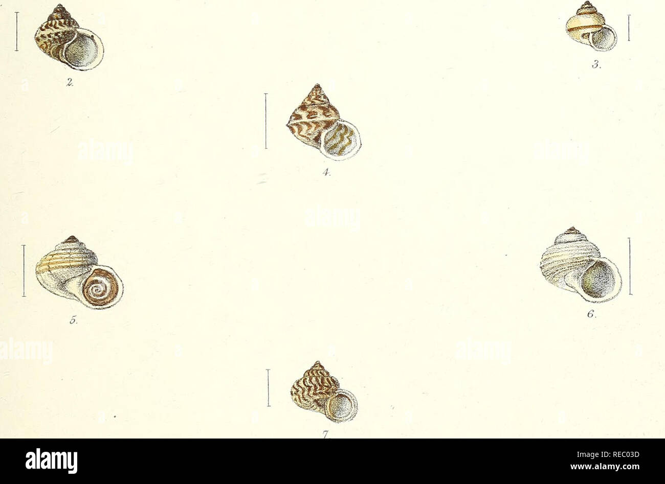 Sylvanus Shell . Conchologia indica: illustrations of the land and freshwater shells ...