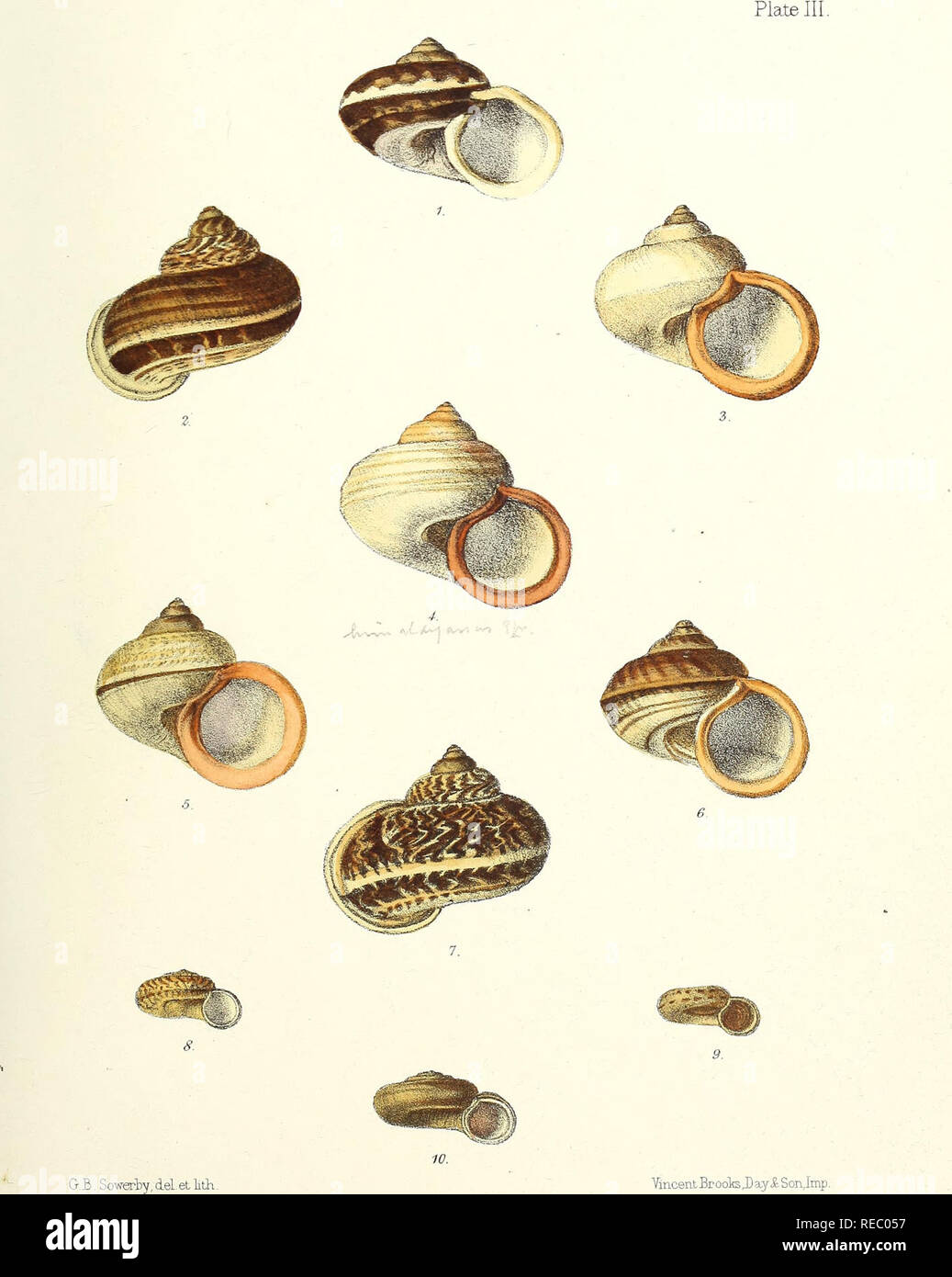Sylvanus Shell St sylvanus hi-res stock photography and images - Alamy