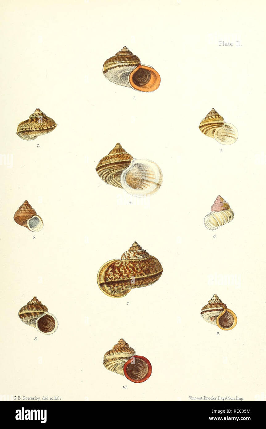 Sylvanus Shell . Conchologia indica: illustrations of the land and freshwater shells ...