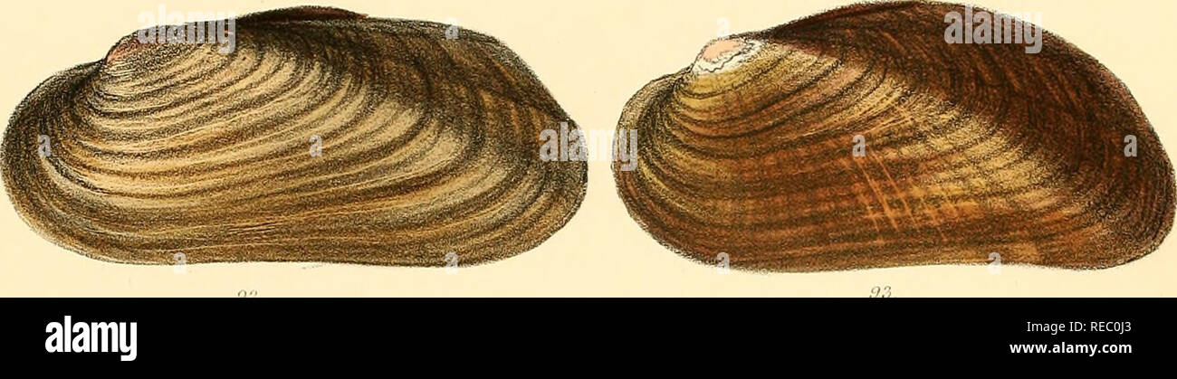 . Conchologia iconica, or, Illustrations of the shells of molluscous ...