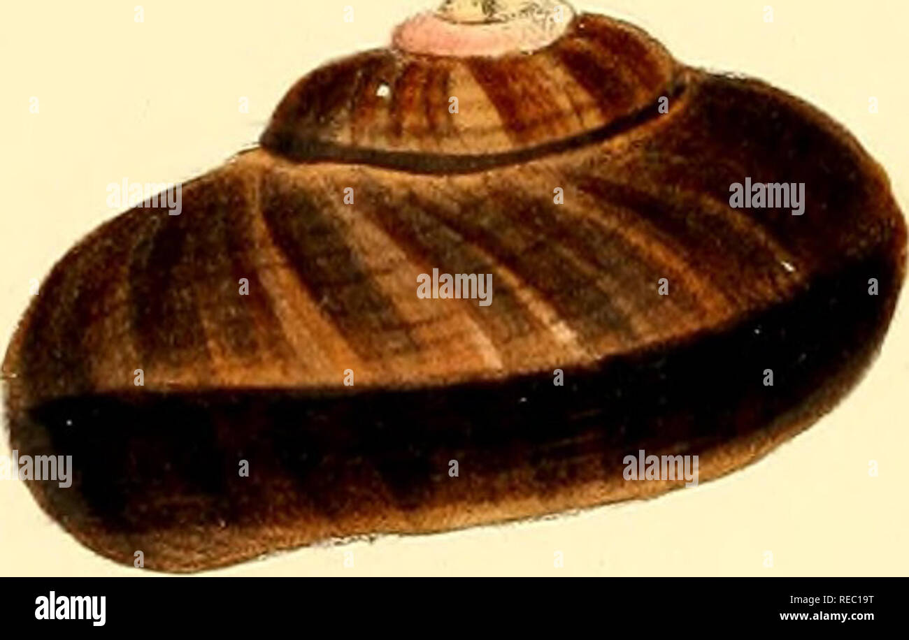 . Conchologia iconica, or, Illustrations of the shells of molluscous ...