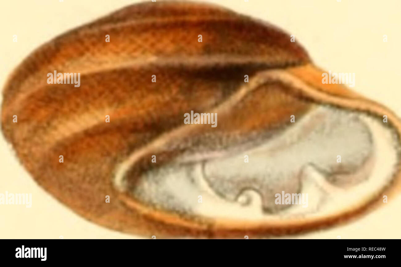 G Tiii High Resolution Stock Photography And Images Alamy