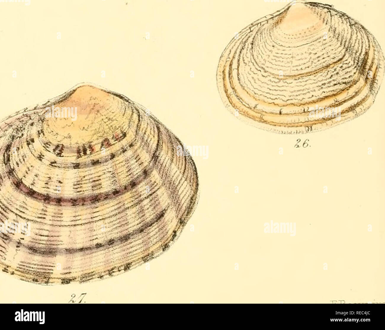 . Conchologia iconica, or, Illustrations of the shells of molluscous animals. Mollusks; Shells; Mollusks; Shells. &gt;j&gt;. So-wtiby, del ct TitiL FUeeve.Tiap... Please note that these images are extracted from scanned page images that may have been digitally enhanced for readability - coloration and appearance of these illustrations may not perfectly resemble the original work.. Reeve, Lovell, 1814-1865; Savill, Edwards and Co. , printer; Spottiswoode &amp; Co. , printer; Reeve Benham &amp; Reeve, printer of plates; Vincent Brooks, Day &amp; Son, printer of plates; Sowerby, G. B. (George Bre Stock Photo