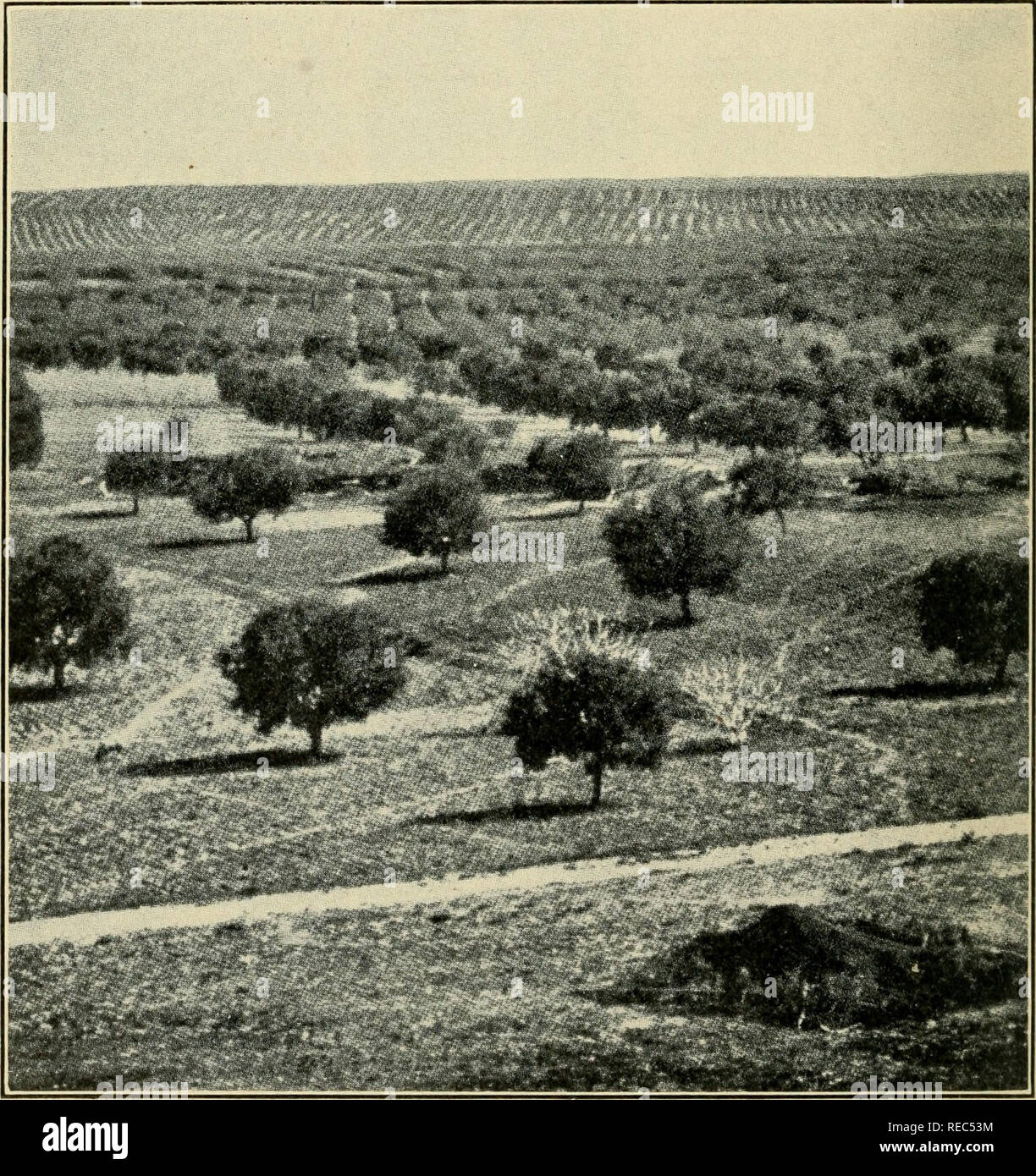 . Dry-farming;. Dry farming. [from old catalog]. 396 DRY-FARMING Turkey Turkey has also a large area of arid land and, due to American assistance, experiments in dry-farming are being carried on in various parts of the country. It is interesting to learn that the experiments there, up. Fig. 106. Dry-farm olive orchards near Sfax, Tunis, Northern Africa.. Please note that these images are extracted from scanned page images that may have been digitally enhanced for readability - coloration and appearance of these illustrations may not perfectly resemble the original work.. Widtsoe, John Andreas, Stock Photo