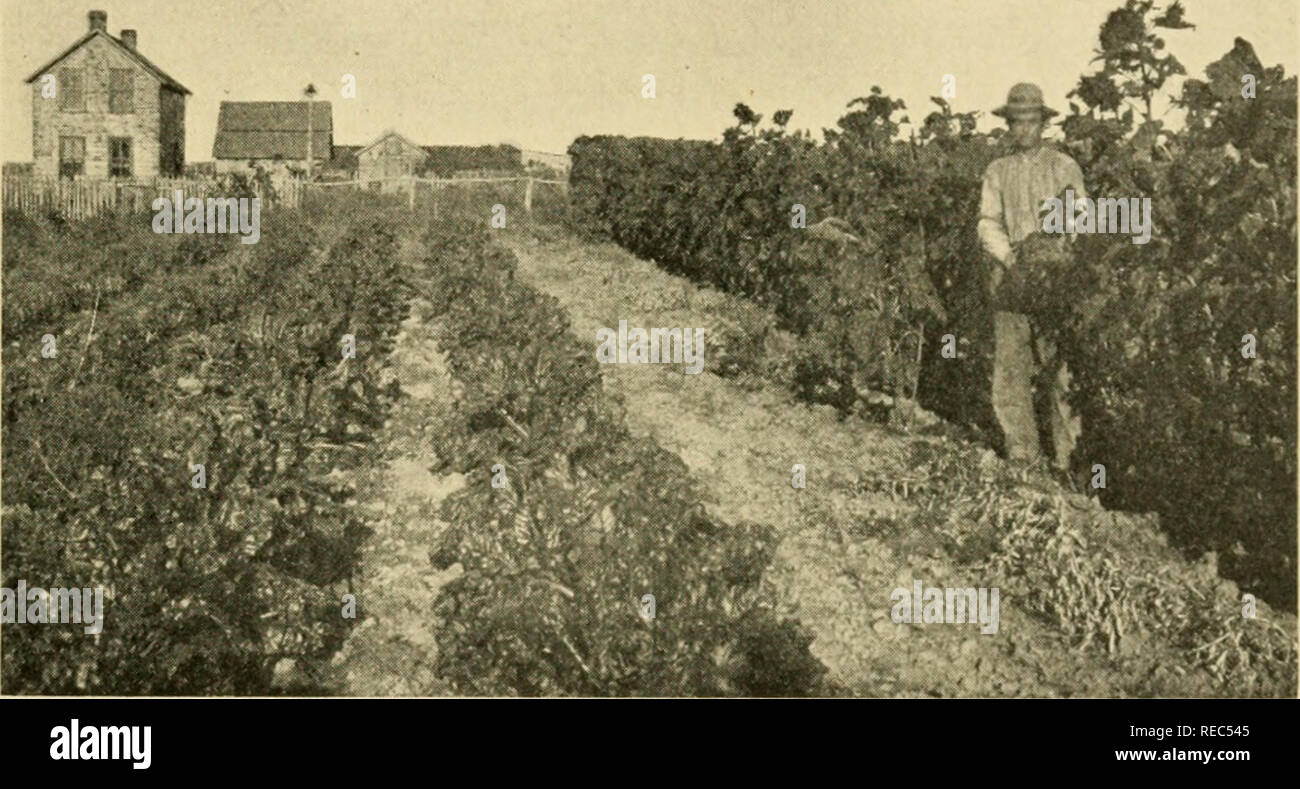 . Dry-farming;. Dry farming. [from old catalog]. RAISING THE WATER 343 Lovett, and Scott, who worked under New Mexico conditions, have reported that crops can be produced profitably by the use of water raised to the surface for irrigation. Fleming and Stoneking, who conducted very careful experiments on the subject in New Mexico, found that the cost of raising through one foot a quantity of water corresponding to a depth of one. Fig. 94. Dry-farm vegetable garden. Dawsou Co., Montana. foot over one acre of land varied from a cent and an eighth to nearly twenty-nine cents, with an average of a  Stock Photo