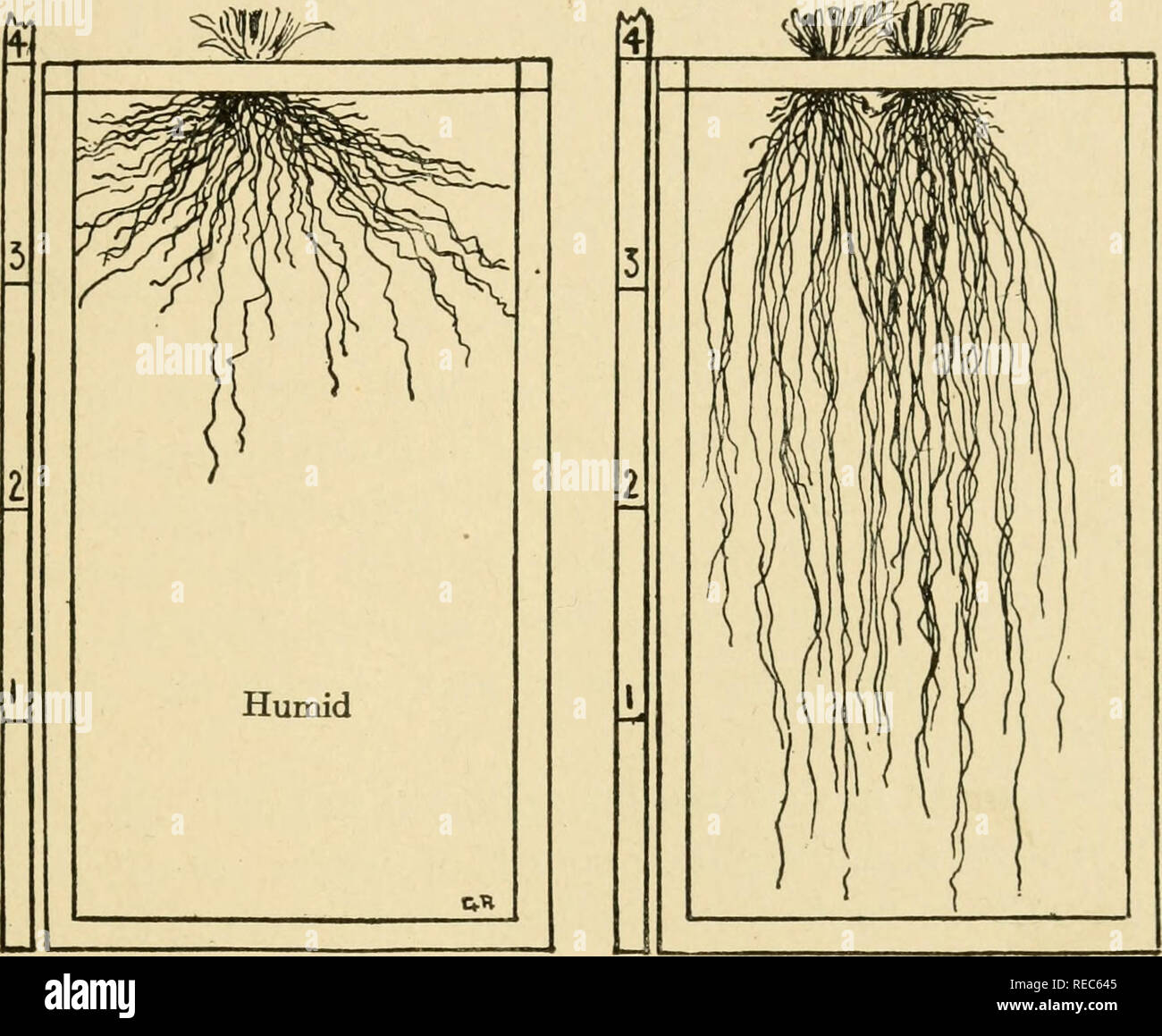 . Dryfarming;. Dry farming. [from old catalog]. ROOT SYSTEMS IN ARID
