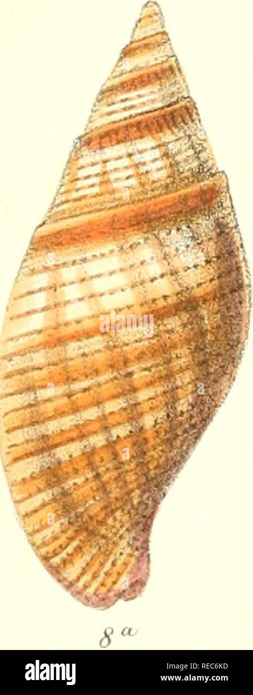 . Conchologia iconica, or, Illustrations of the shells of molluscous ...