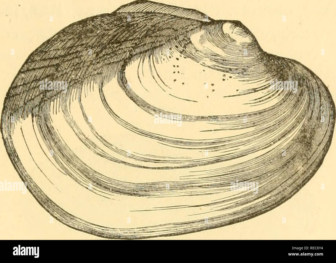 Rounded shell types hi-res stock photography and images - Alamy