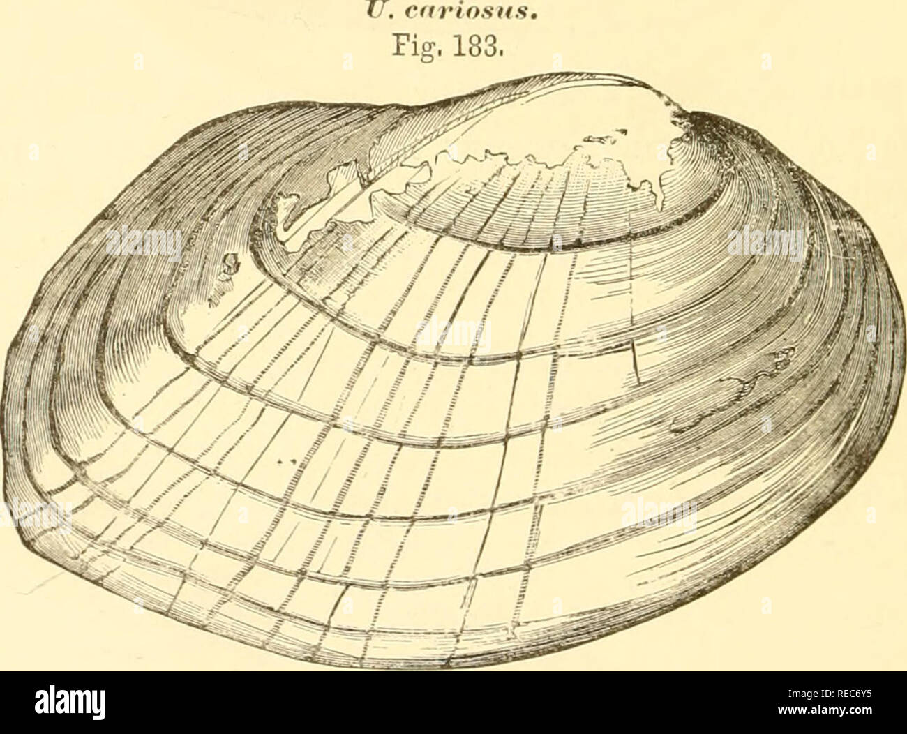 . Conchologia cestrica. The molluscous animals and their shells, of Chester county, Pa. Mollusks. 88 CONCHOLOGIA CESTRICA, narrow, rounded; posterior, broad and rounded; dorsal margin elevated behind the hinge; inferior curved; beaks moderate ; epidermis mostly greenish - yellow, with numerous broad, dark-green rays; interior yellow- ish, and iridescent; cardinal teeth bifid, crenulated, and oblique. H. 2-21^, W. 3-4, T. i-i&gt;i, inches. Station, Schuylkill River, Chester County. U. cariosus, Say, Nich. Encyc, ist Amer. Ed.„ 1816.. Shell, valves rather thin, sub-oval, inflated; hinge margin e Stock Photo
