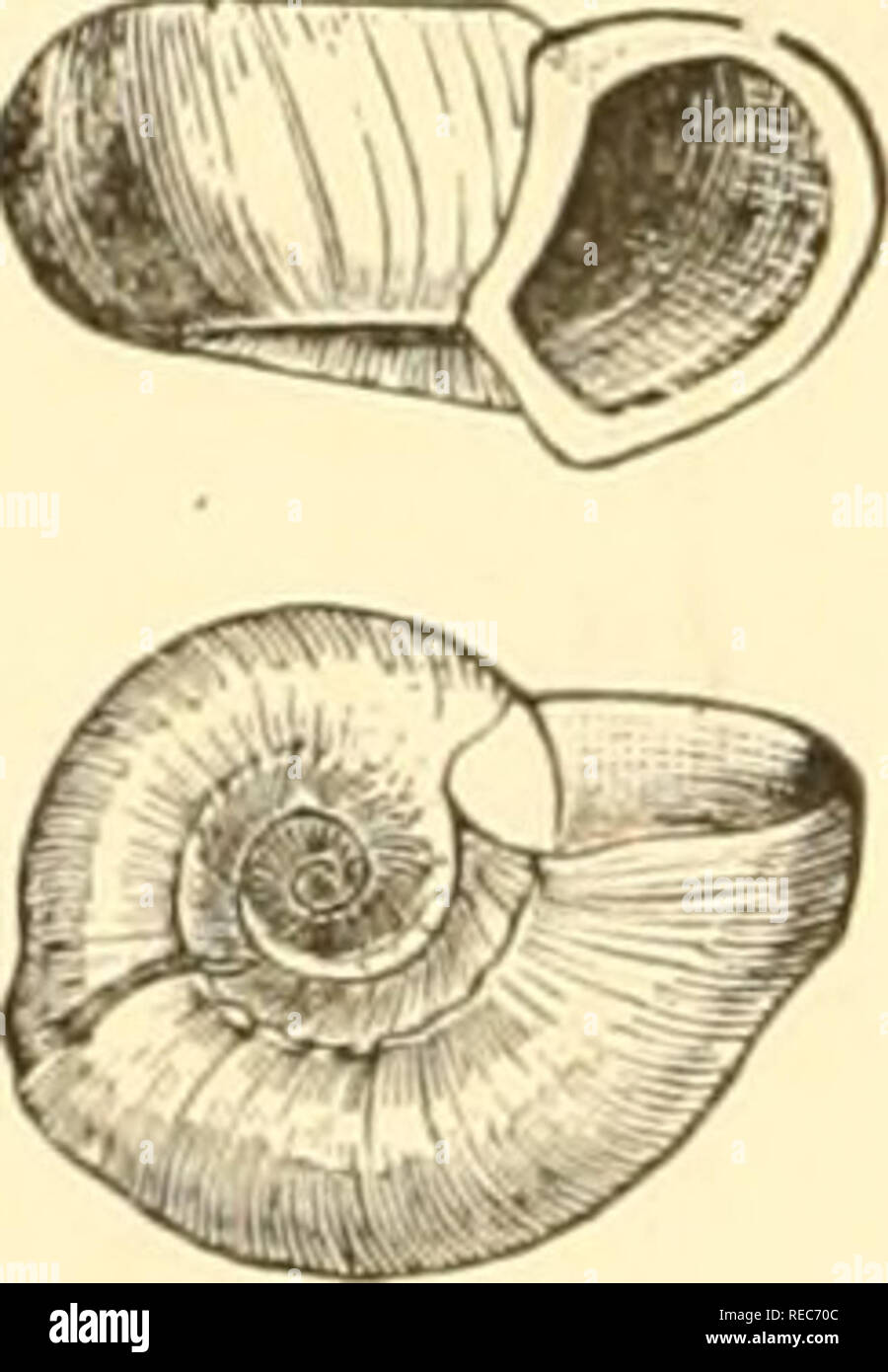 . Conchologia cestrica. The molluscous animals and their shells, of Chester county, Pa. Mollusks. Shell, thin, translucent, carinate below; umbilicus very shallow; whorls 3, obsolete-striate; lip acute, margined; aperture ovate. H. 7, W. 13-IO, mill. Station, Schuylkill River, Chester County. H. bicnrinata [W. G. B.] Pig. 140, H. bicarinata, Say. Planorbis bicarinatus, Say, Nich. Encyc, Amer. Ed., 1816. Shell, pale brownish-yellow; whorls 3, carinate on both sides ; aperture large ; lip sub-revolute, arched above and below; within chestnut, with two arched lines an- swering to the carina. H. 6 Stock Photo