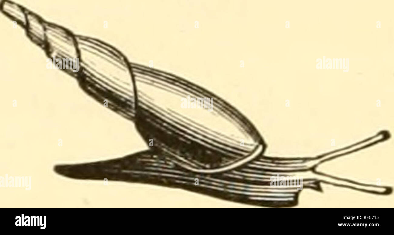 . Conchologia cestrica. The molluscous animals and their shells, of Chester county, Pa. Mollusks. 54 CONCHOLOGIA CESTRICA, Sub-genus ACICULA, Risso, 1826. A.ninial of jLcicula, enlaryed, — [Reeve.] Fig. 96.. Shell slender, elongate, turreted, imperforate, thin, polished; whorls 6 or 7, the last rounded at base; columella slightly twisted, truncated at base, aperture oblong, peristome simple, acute. A. acicula, Muller. Buccinum acicula, Miill., Hist. Verm,, II., A.ncicula, enlarged. I77A. [b: &amp; b.] I'ig- 97. Shell very delicate, transparent, bluish- white, cylindrical; whorls 7, the last on Stock Photo