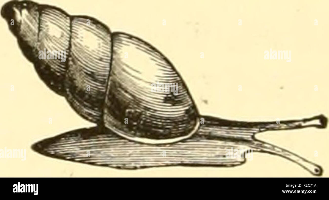 . Conchologia cestrica. The molluscous animals and their shells, of Chester county, Pa. Mollusks. 52 CONCHOLOGIA CESTRICA. DIAGRAM OF THE SUB-FAMILIES, GENERA, AND SPECIES, OF THE FAMILY PUPADA:. Family. PUPAD^. Sub-Families. ZVINJE. PUPIN^. Genera. ZUA. ACICULA. Leucochila. VERTIGINININ^. Vertigo. Sub-genus ZUA, Leach, 1820. Animal of Zua, enlarged. â [Reeve.] &quot;Pin- 01 Pig. 91. Species. lubricoidea. acicula. falla.x, marginata, pentodon, armifera, contracta, corticaria. ovata, Goiildii, milium, decora.. Shell small, elongated, cylindrical, or sub-conic; whorls numerous; apex sub-obtuse;  Stock Photo