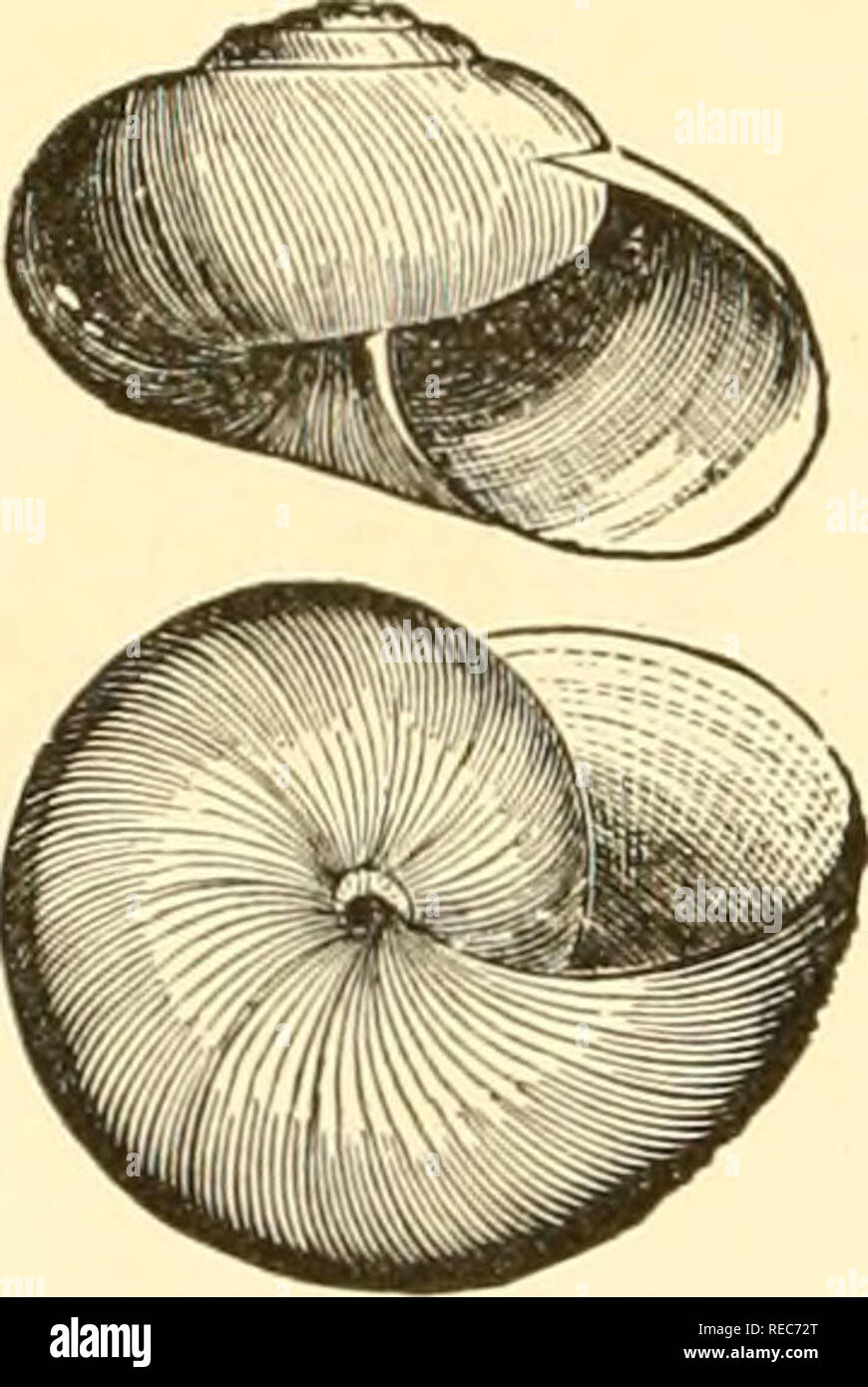 . Conchologia cestrica. The molluscous animals and their shells, of Chester county, Pa. Mollusks. 3^ CONCHOLOGIA CESTRICA. Z. Icpvif/fittis [B. &amp; B.] Fig, 47. Z. laevigatus, Pfr. Helix laevigata, Pfr., Mon. Hel. Viv., I., 1848. Shell globosely depressed, thin, green- ish horn color; whorls 5, closely striate above, smooth, and shining, beneath; last whorl rapidly expanding ; aperture rounded-lunular; lip simple, much thick- ened, within the base, and slightly re- flected, around a moderate umbilicus. H. 9, W. 18, mill. Station, mountains. Sunbury, Penn- sylvania.. Z. inoruatus [B. &amp; B. Stock Photo