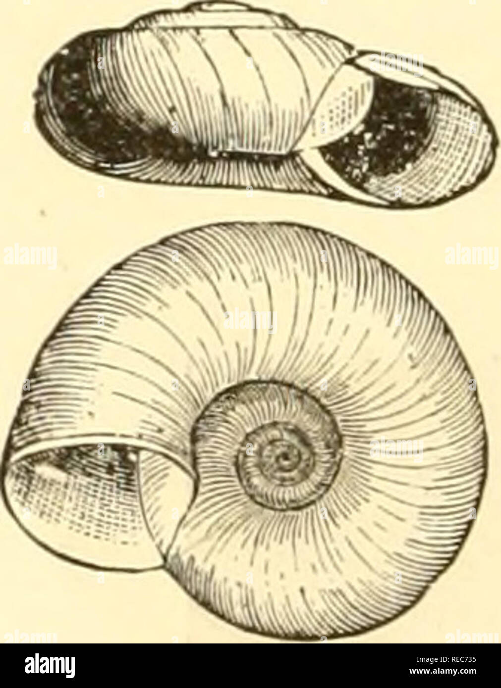 . Conchologia cestrica. The molluscous animals and their shells, of Chester county, Pa. Mollusks. Shell moderate, thin, wide, umbilicate, depressed, striate, unicolored; whorls 4—5, the last wide, depressed, and deflected; aperture oblique, ovate; peristome slightly thickened, and reflected at base. M. concava, Say. Helix concava, Say, Jour. Phil. Acad. F. S., II., 1821. Shell convex-discoid, pale horn color, sometimes with a tinge of green; whorls 5, substriate, the last one flattened near the mouth, rounded, beneath; umbilicus wide, and deep; lip sub-reflexed, at base, and its extremities un Stock Photo