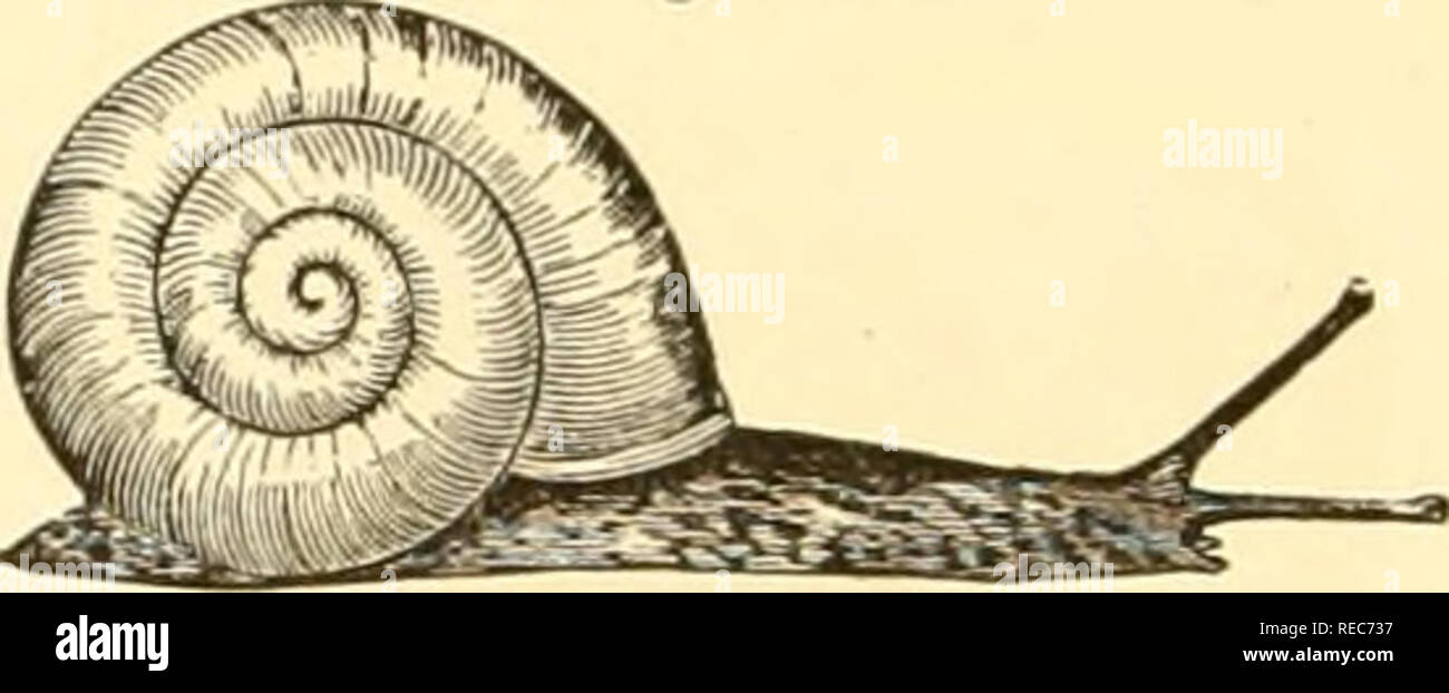 . Conchologia cestrica. The molluscous animals and their shells, of Chester county, Pa. Mollusks. 36 CONCHOLOGIA CESTRICA. Sub-genus MACROCYCLIS, Beck, 1837. Animal of JUacroci/clis concavn. — [B. &amp; BJ Pig 39.. Shell moderate, thin, wide, umbilicate, depressed, striate, unicolored; whorls 4—5, the last wide, depressed, and deflected; aperture oblique, ovate; peristome slightly thickened, and reflected at base. M. concava, Say. Helix concava, Say, Jour. Phil. Acad. F. S., II., 1821. Shell convex-discoid, pale horn color, sometimes with a tinge of green; whorls 5, substriate, the last one fl Stock Photo