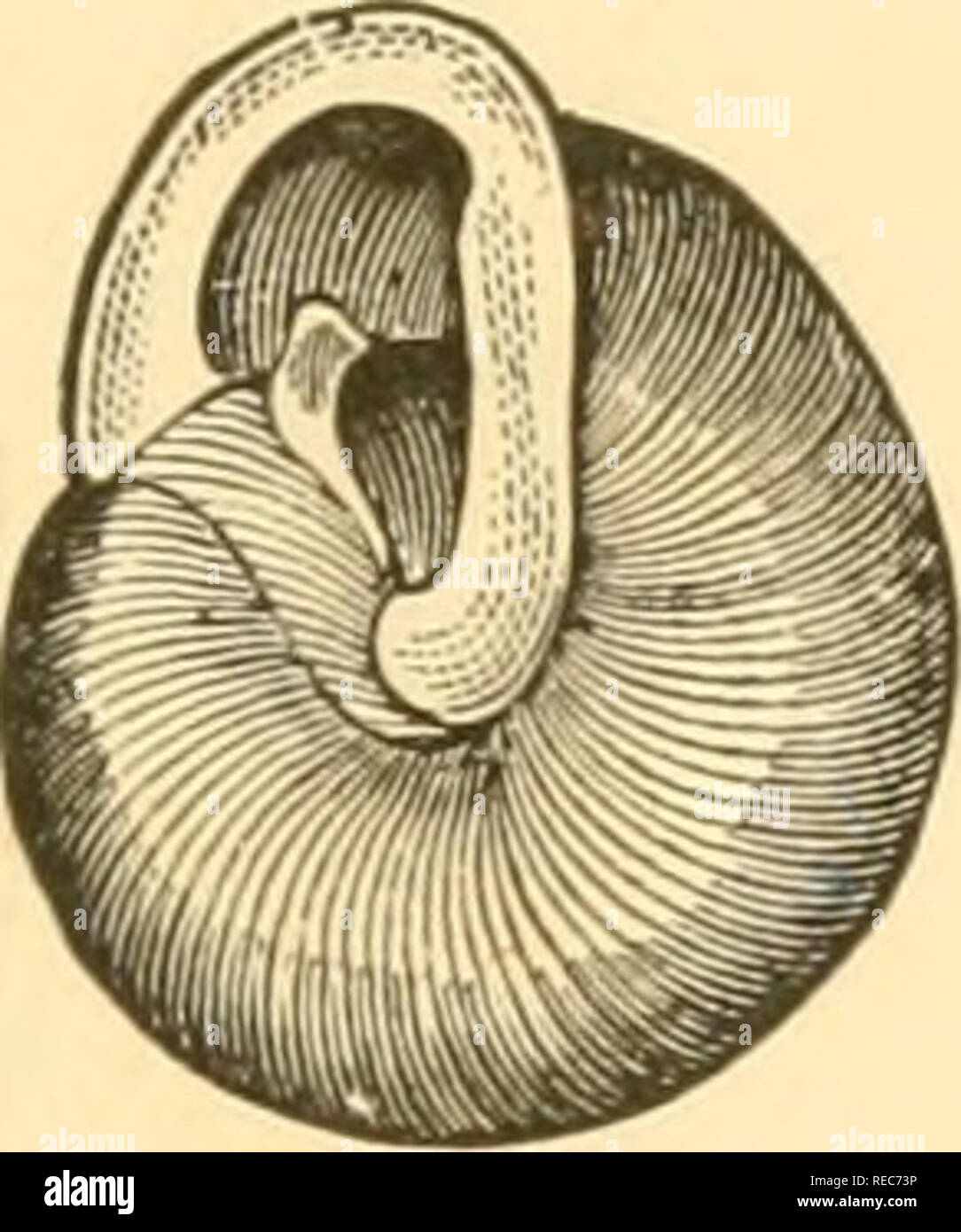 . Conchologia cestrica. The molluscous animals and their shells, of Chester county, Pa. Mollusks. CONCHOLOGIA CESTRICA, 31 T. apprc.vsfi. [H. &amp; B.J Fig. 25.. T. appressa, Say, Helix appressa, Say, Jour. Phil. Acad. F. S., II., 1821. Shell much depressed, pale yellowish; whorls 5, often sub-angulated, with fine transverse strise; aperture contracted; the white, reflected, lip, close appressed at base, and covering the umbilicus; the inner margin of the lip, mostly with one or two teeth; an oblique, compressed, white, tooth on the pillar lip; lingual membrane with 105 rows, of 40-1-40 teeth, Stock Photo