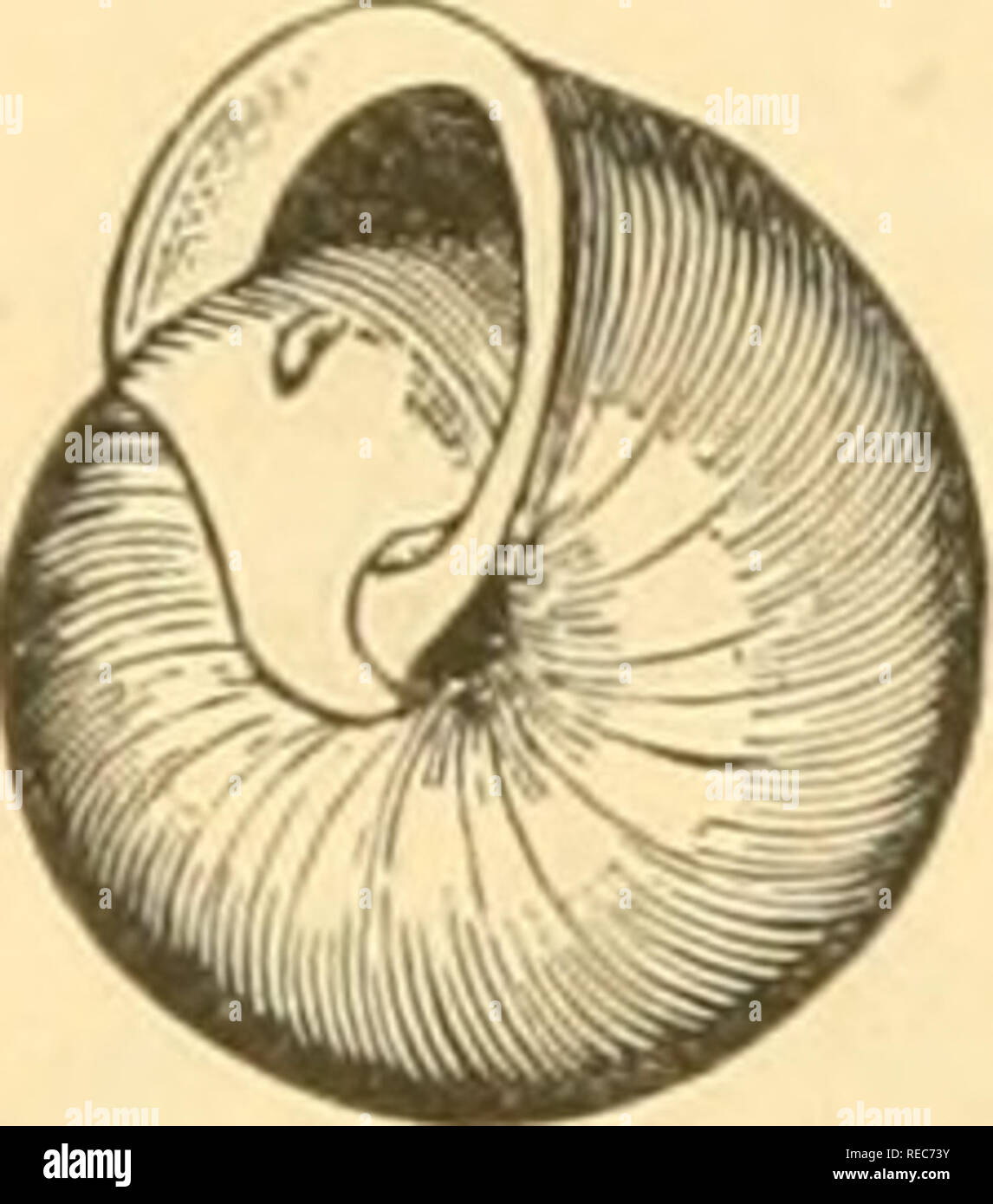 . Conchologia cestrica. The molluscous animals and their shells, of Chester county, Pa. Mollusks. Shell sub-globose, finely striate, yellowish-white to pale brown; whorls 5, rounded; base convex; aperture rounded; the peristome forming nearly two-thirds of a circle, and broadly reflected, white, flesh colored behind; umbilicus partly covered; sometimes a small, white, tooth on the pillar, often edentate. H. 10, W. 15, mill. Station, under logs in moist grounds, and meadows, Chester County; common. M. bucculenta, var. Rufa, Michener, Amer. Jour. Conch., II., 1866. Helix rufa, De Kay. Nat. Hist. Stock Photo