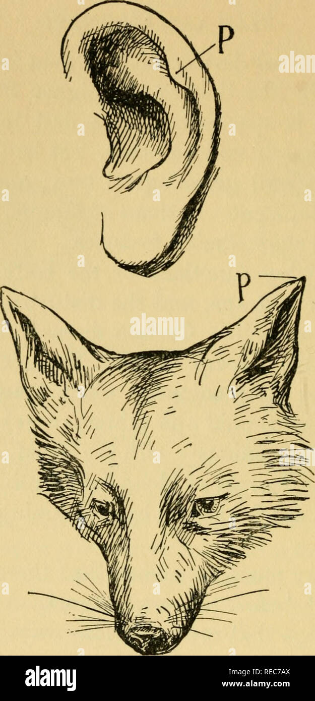 Human ear darwins point hires stock photography and images Alamy