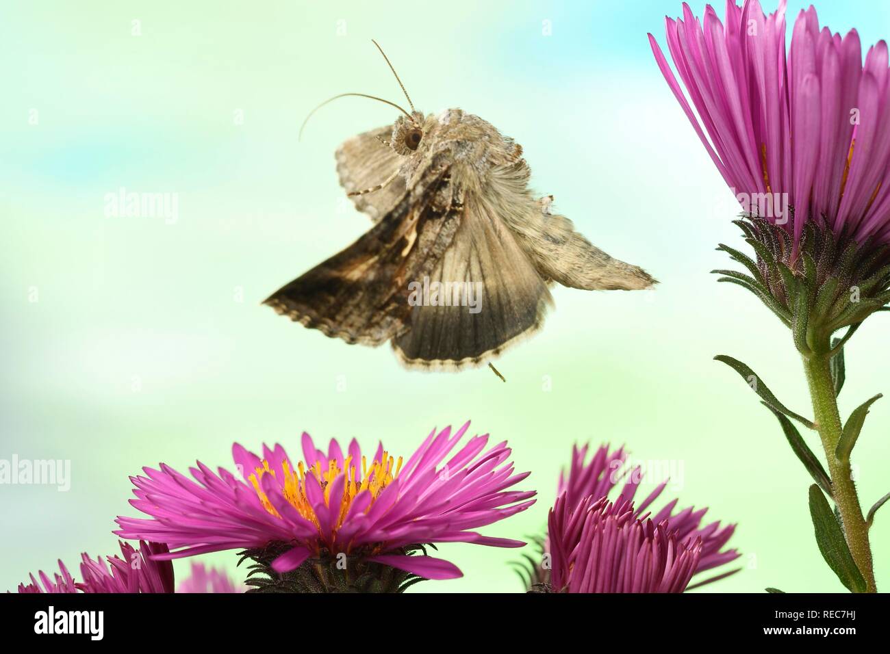Silver Y (Autographa gamma) flying on flowers of autumn Aster (Aster), Germany Stock Photo