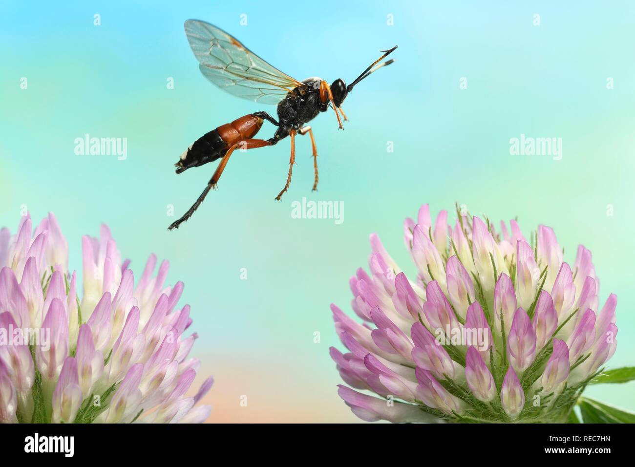 Slip wasp (Ichneumon sramentarius) in flight on flowers of red clover (Trifolium pratense), Germany Stock Photo